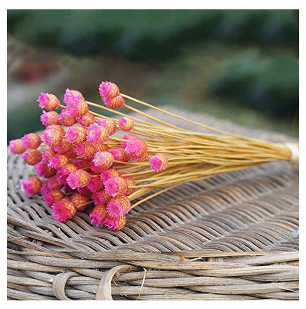 Natural Dry Flowers Happy Flower Bundles-Flowers Bouquet for Wedding DIY Home Party 1 Bundle 50pcs Pack (Rose Red)