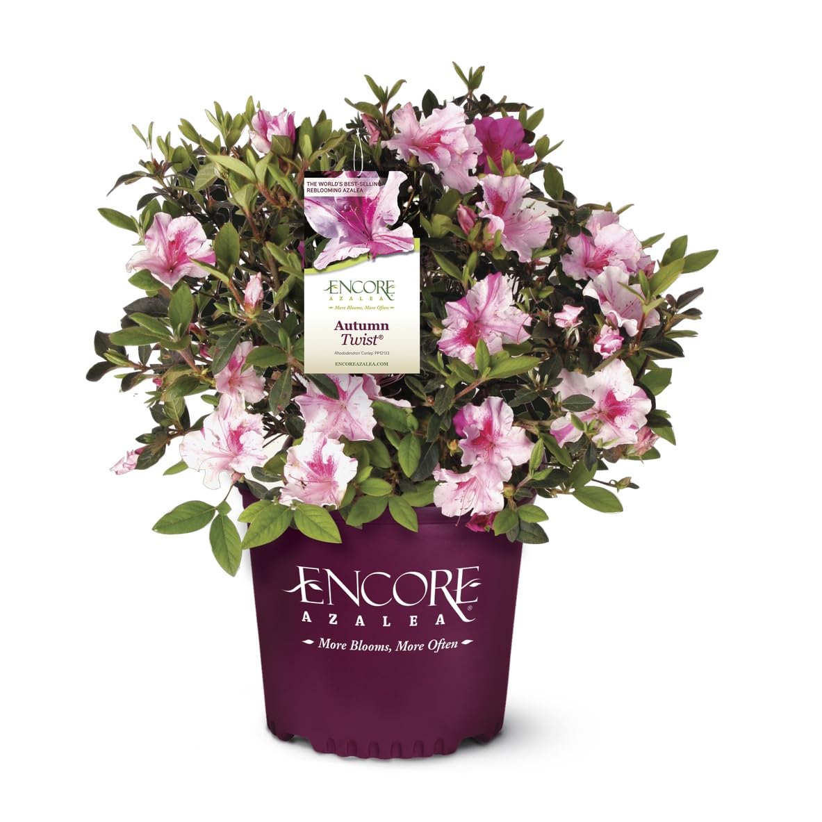 Amazon.com : Encore Azalea Autumn Twist (2 Gallon) Pink Flowering