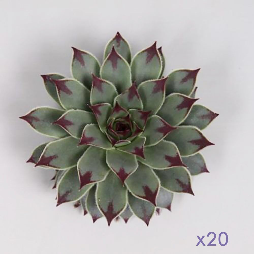 20 x Echeveria (Succulents) Sempervivum Tectorum Plants