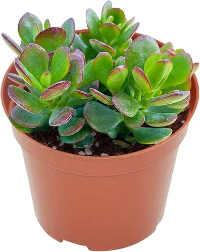 Live Succulents Dwarf Jade (4-inch), Succulent Plants Fully Rooted in