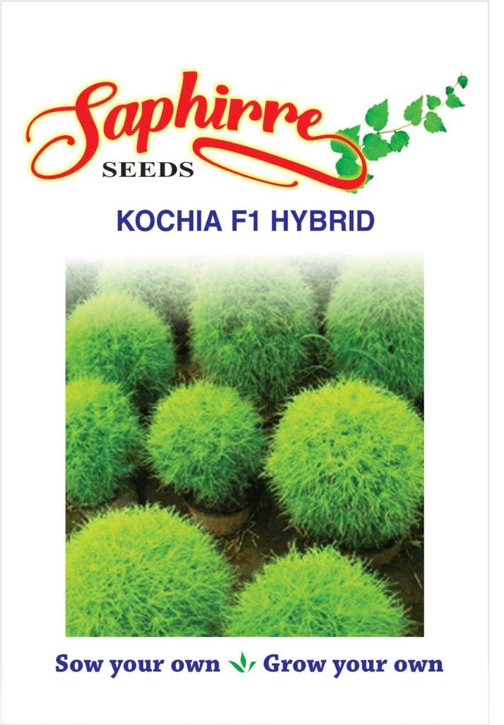 Saphirre Seeds Kochia Flower Seeds (100 Per Packet) (B08ZXYN6ZY) Amazon Price History, Amazon Price Tracker