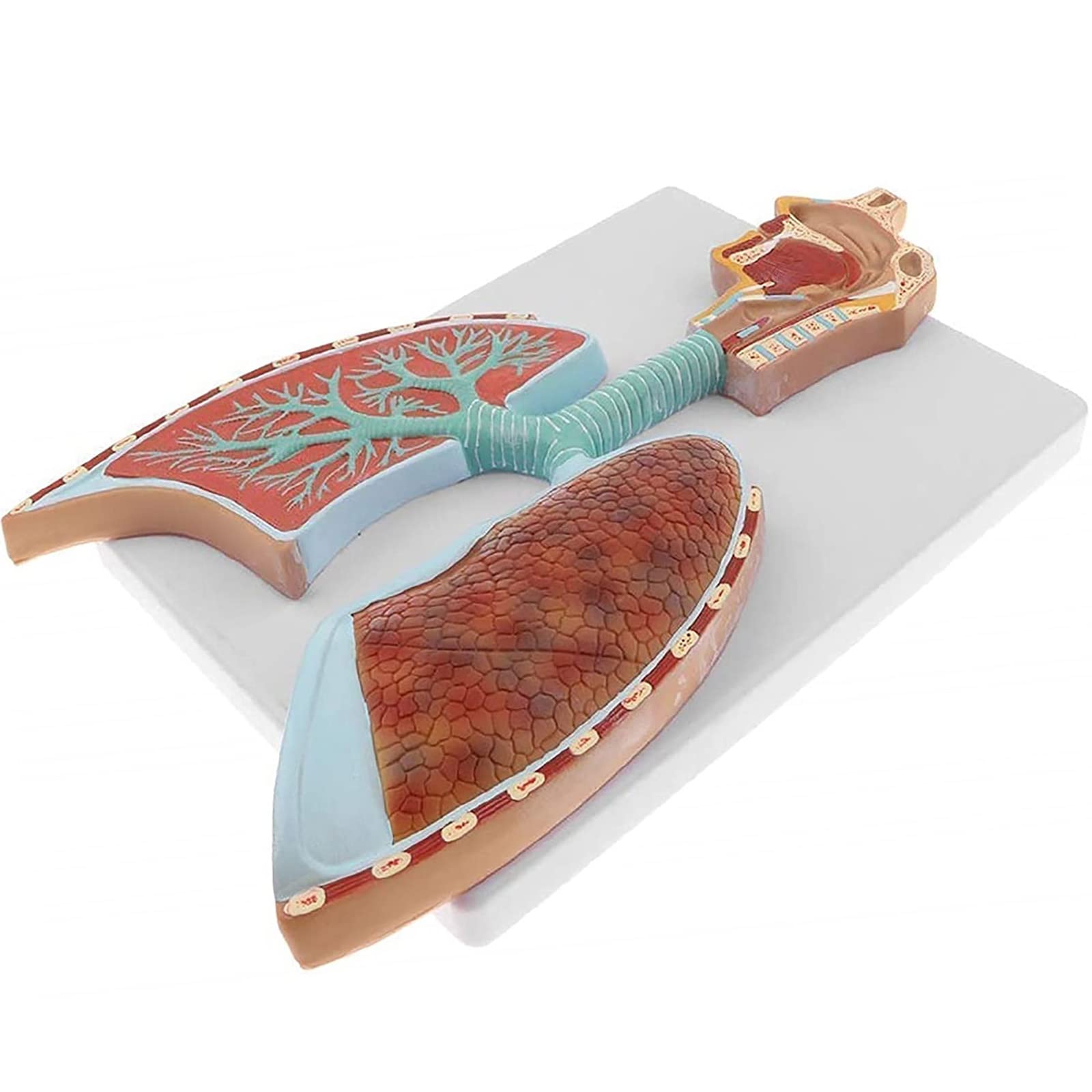 Lung Anatomy Model Life Size Respiratory System Model Longitudinal ...