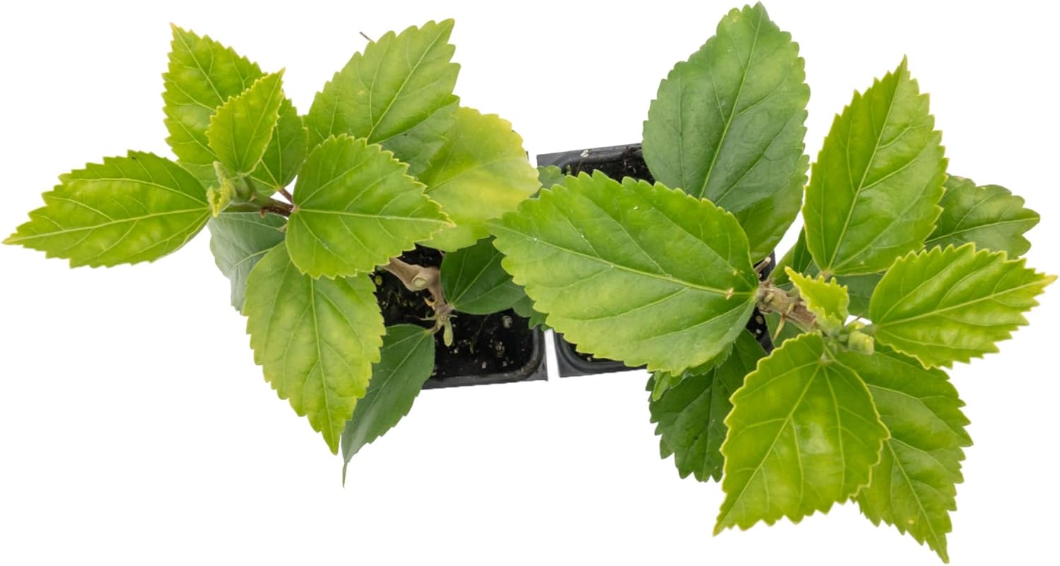 2 Kona Hibiscus | Live Plants in 2.5-inch Nursery Cubes | Hibiscus rosa-sinensis Hybrid Variety | Tropical Evergreen Floral Shrub | Large Pink Double-Blossom Flowers for Home and Garden