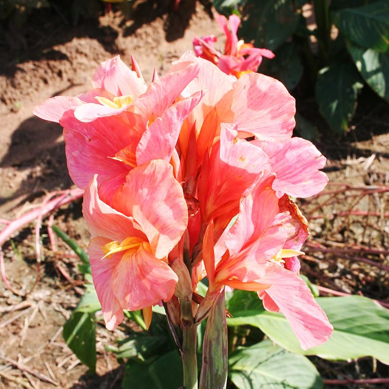 Los Angeles Semi Dwarf Canna Bulbs