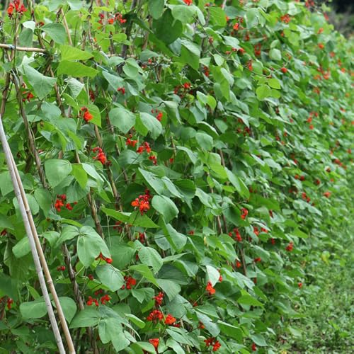 Semi di fagiolo scarlata semi di varietà tradizionali balcone con letti elevati balcone resistente 10pcs