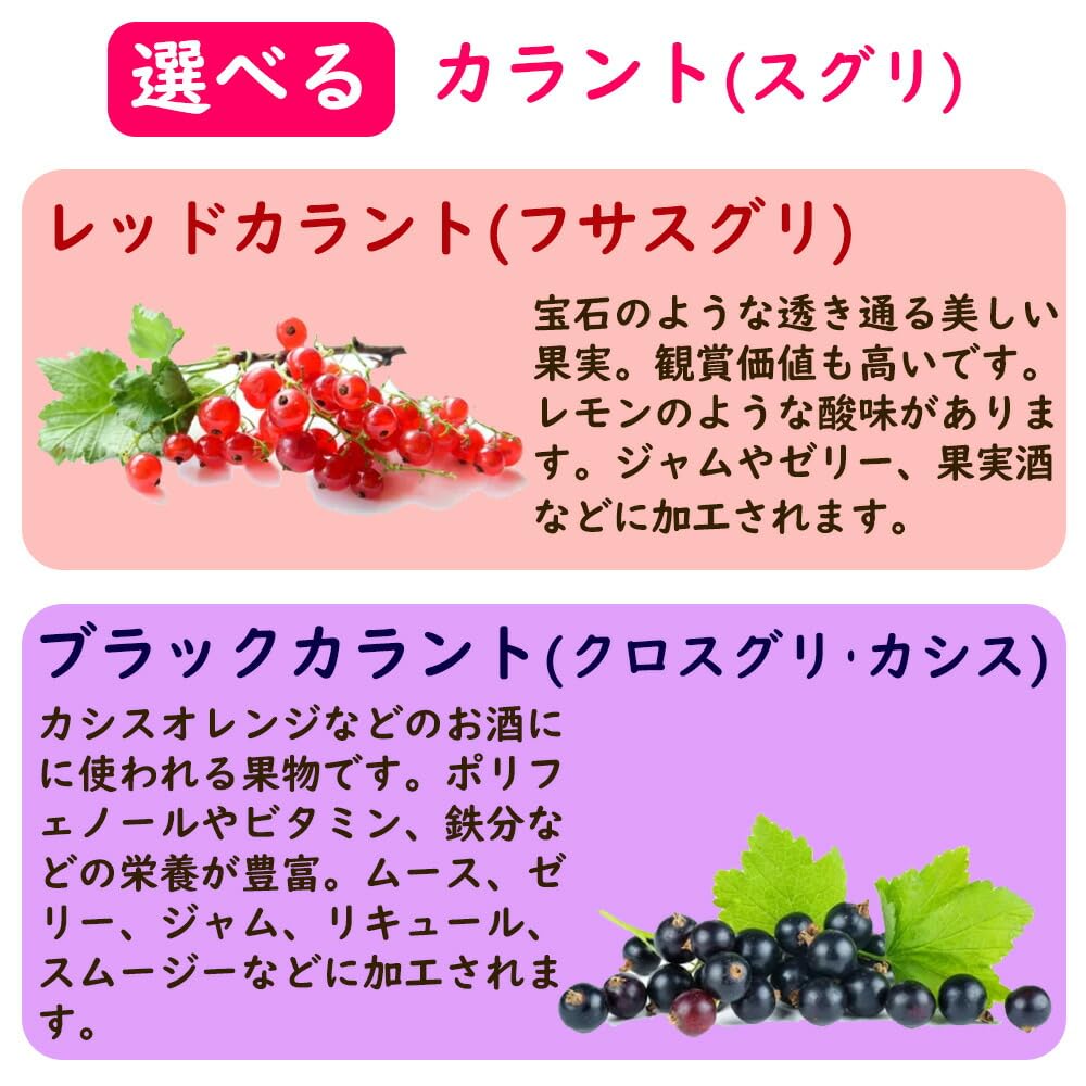 Amazon.co.jp: 【 レッドカラント (フサスグリ)】 苗 苗木 13.5cm