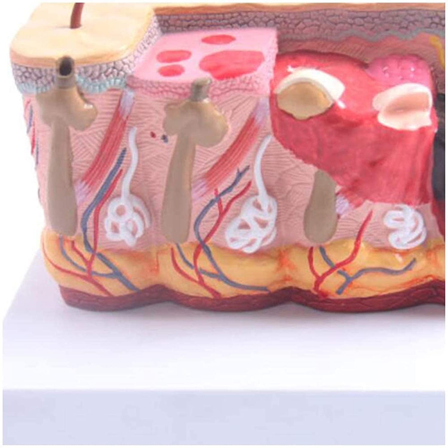 Model anatomiczny, montaż model płuc, modele anatomiczne człowieka - 2:3 chora struktura płuc model układu oddechowego szkoła płuc narzędzie do nauczania materiały laboratoryjne, anatomiczne