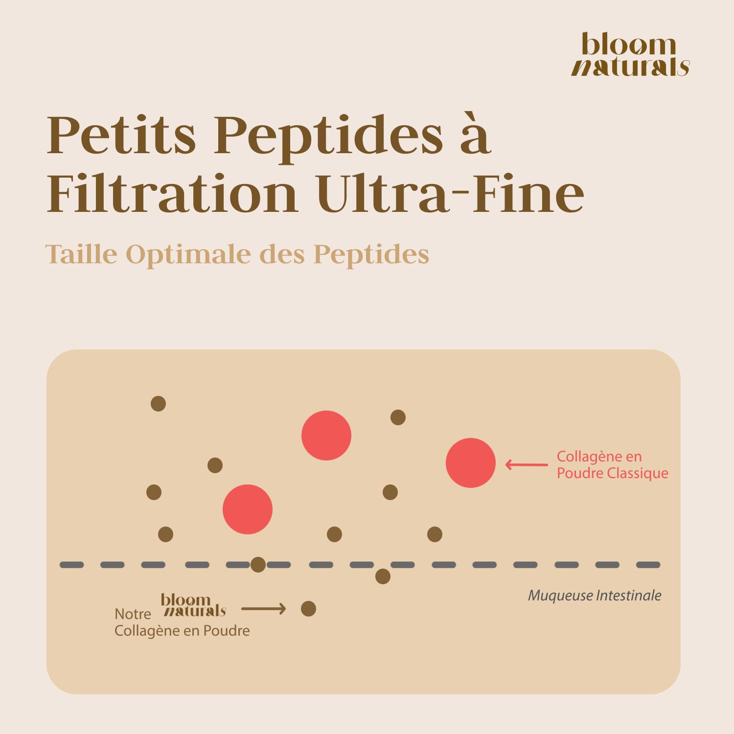 Collagène Hydrolysé en Poudre 1500 g (1,5 kg) – 100 Portions – 15 g par Portion – Avec Vitamine C – Goût Neutre – Peptides de Collagène Type I & III – Collagen Peptides