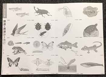 サピックス暗記カード サピックス 暗記カード 社会 (歴史と公民)SAPIX - メルカリ