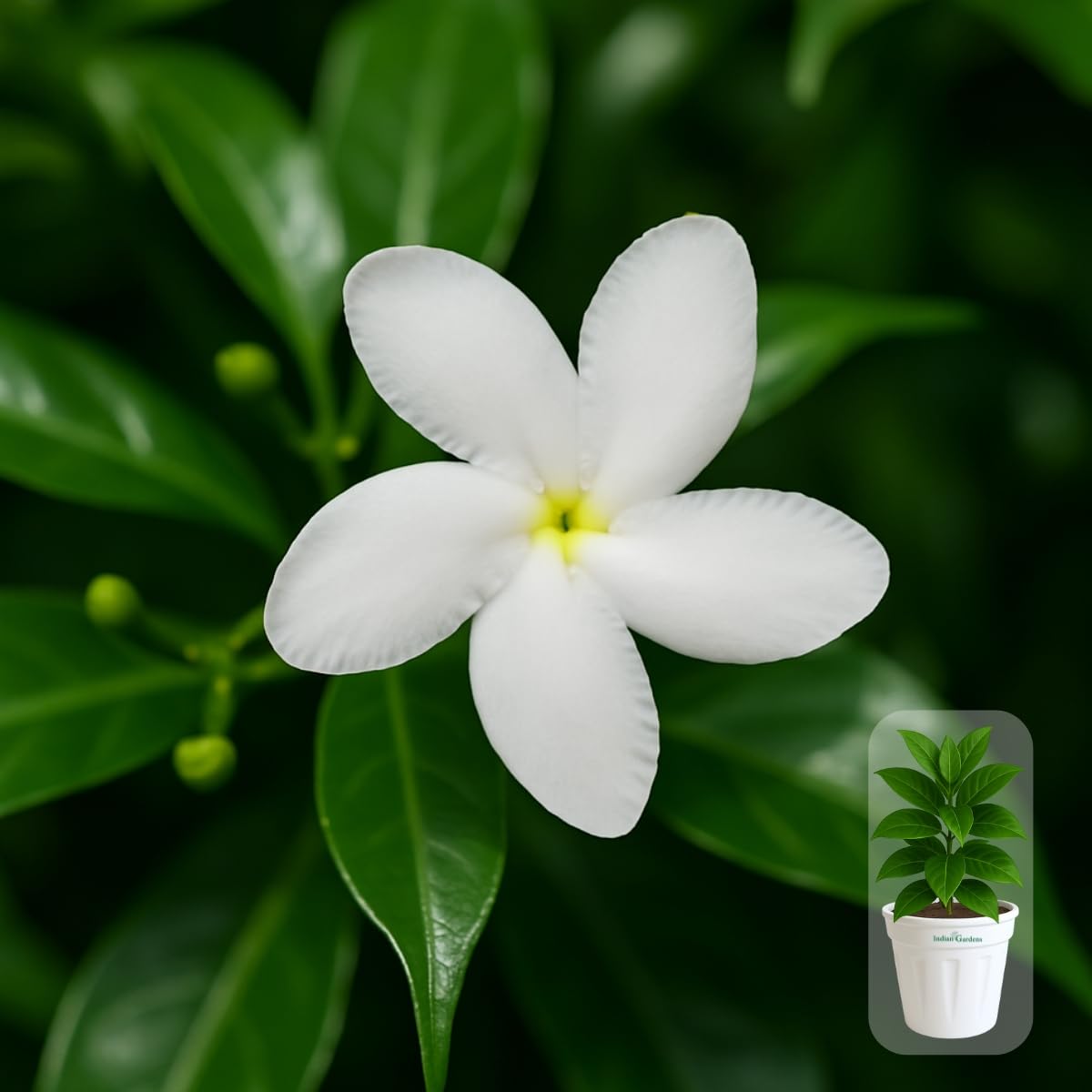 Indian gardens - Nanthiyavattai | Nerium Jasmine | Crape jasmine