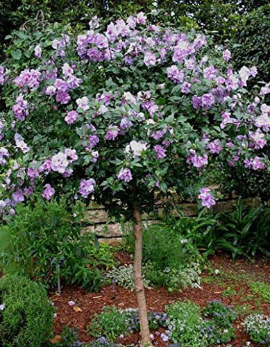Lavender Rose of Sharon Althea Tree, 3-4 ft. - No Shipping to AK, AZ, CA, HI, OR