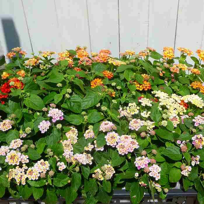 お花の苗　ブルーピンク　黄色 Amazon.co.jp: ランタナ 苗 ブルーミファイ ローズ 3.5号 夏～秋