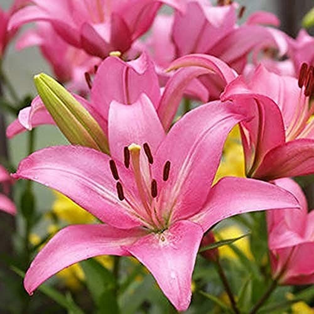 3Pcs Lily Bulbs Pink Flower Spring Blooming Lily Bulb Garden Decoration Easy to Plant Indoor Cut Flower Varieties Loved by Customers Esteem