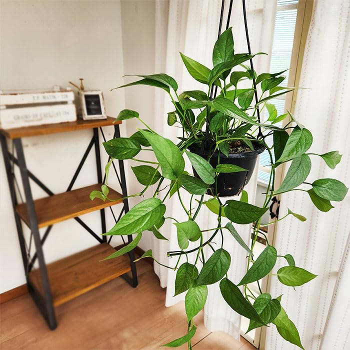 Amazon｜観葉植物 エピプレナム ピナツム セブブルー 5号 吊り鉢 吊り