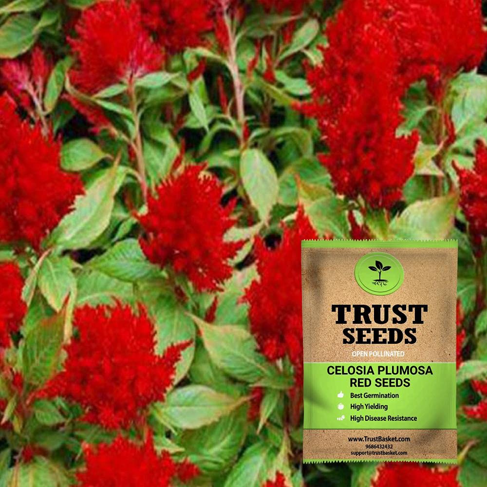 TrustBasket Premium Flower Celosia Plumosa Red Seeds (Open pollinated) | Sow and Grow Fresh Healthy Seed in Your Garden Perfect for Home & Terrace Gardening High Germination Seeds (B0924P554J) Amazon Price History, Amazon Price Tracker
