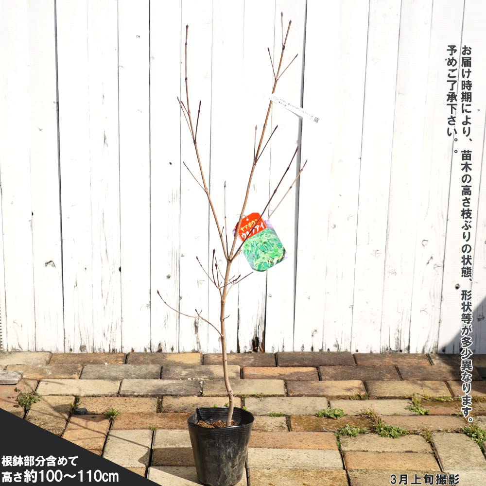 Amazon.co.jp: 花芽つき 斑入りヤマボウシ 【ウルフアイ】 5号ポット苗