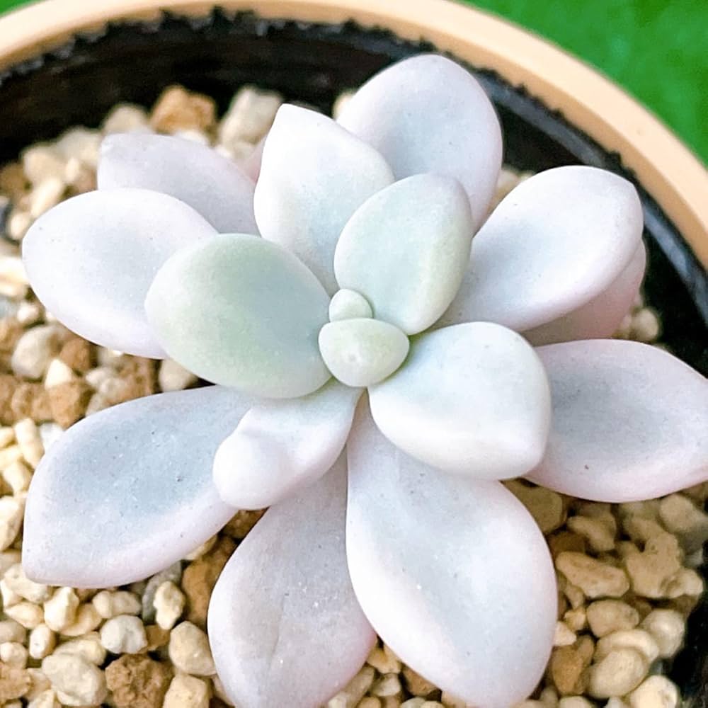 Amazon｜『だるま秀麗錦』3番 斑入り グラプトペタルム 多肉植物｜観葉