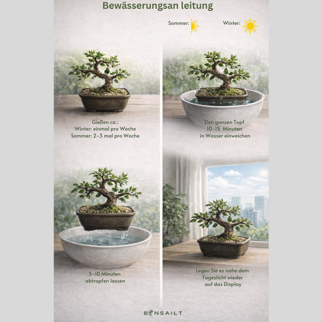 Podocarpus Bonsai Baum – Echter Indoor Bonsai – Zimmerbonsai Pflanze – Pflegeleichter Mini Bonsai für Zuhause & Büro (6-8 Jahre)
