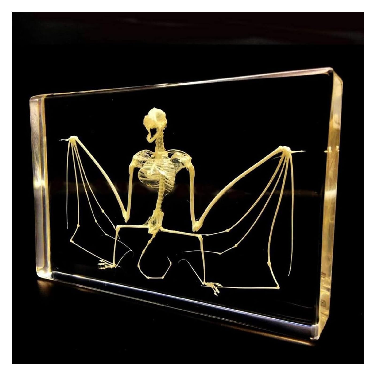 Fledermaus-Skelett-Exemplar in Acrylblock, Einbettungsexemplare für naturwissenschaftliche Klassenzimmer, Taxidermie für den naturwissenschaftlichen Unterricht, 5 x 3,5 x 1,2 Zoll