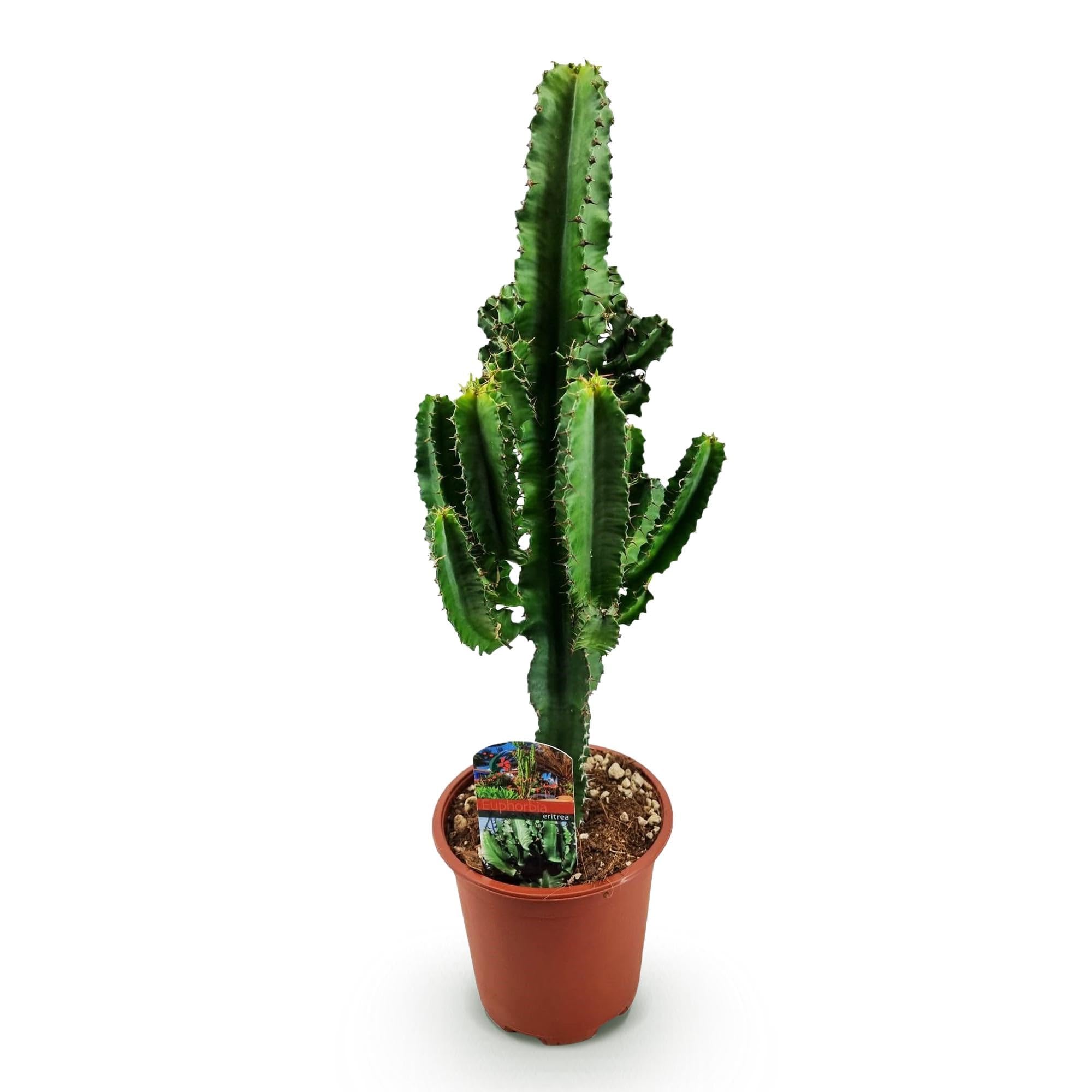Euphorbia eritrea - Latte africano - 2 piante - 60 cm - 17 cm - Cactus euforbia verde con accenti rossastri - Piante grasse di facile manutenzione
