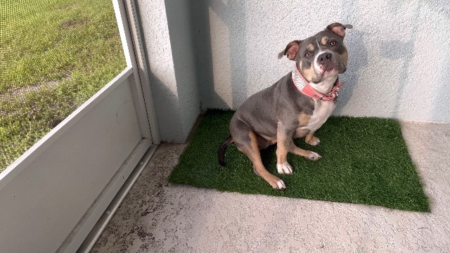 PFOTENWUNDER Ersatz-Kunstrasen Für Hundetoilette - Easy-Wash 59x47cm