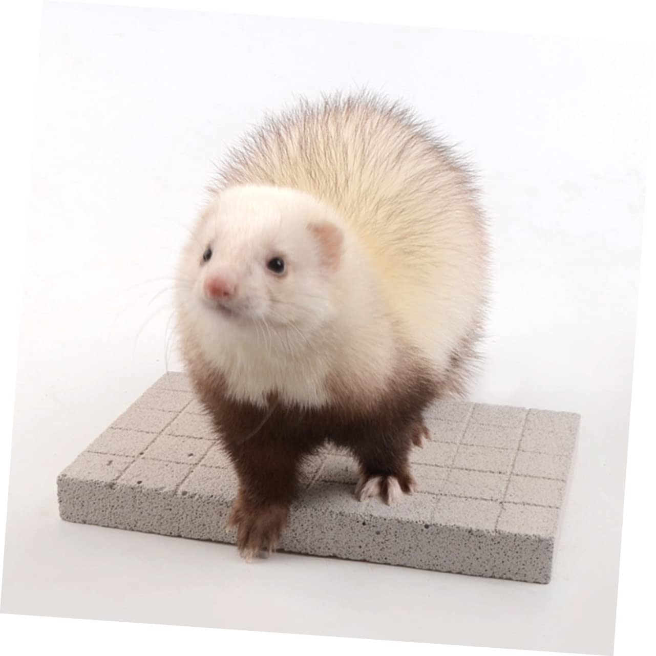POPETPOP Schleifklauenbrett für Kleintiere als Fußpolster von Meerschweinchen und Meerschweinchenfüße Matte im Käfig als Rabbit Toys zur Nagelpflege
