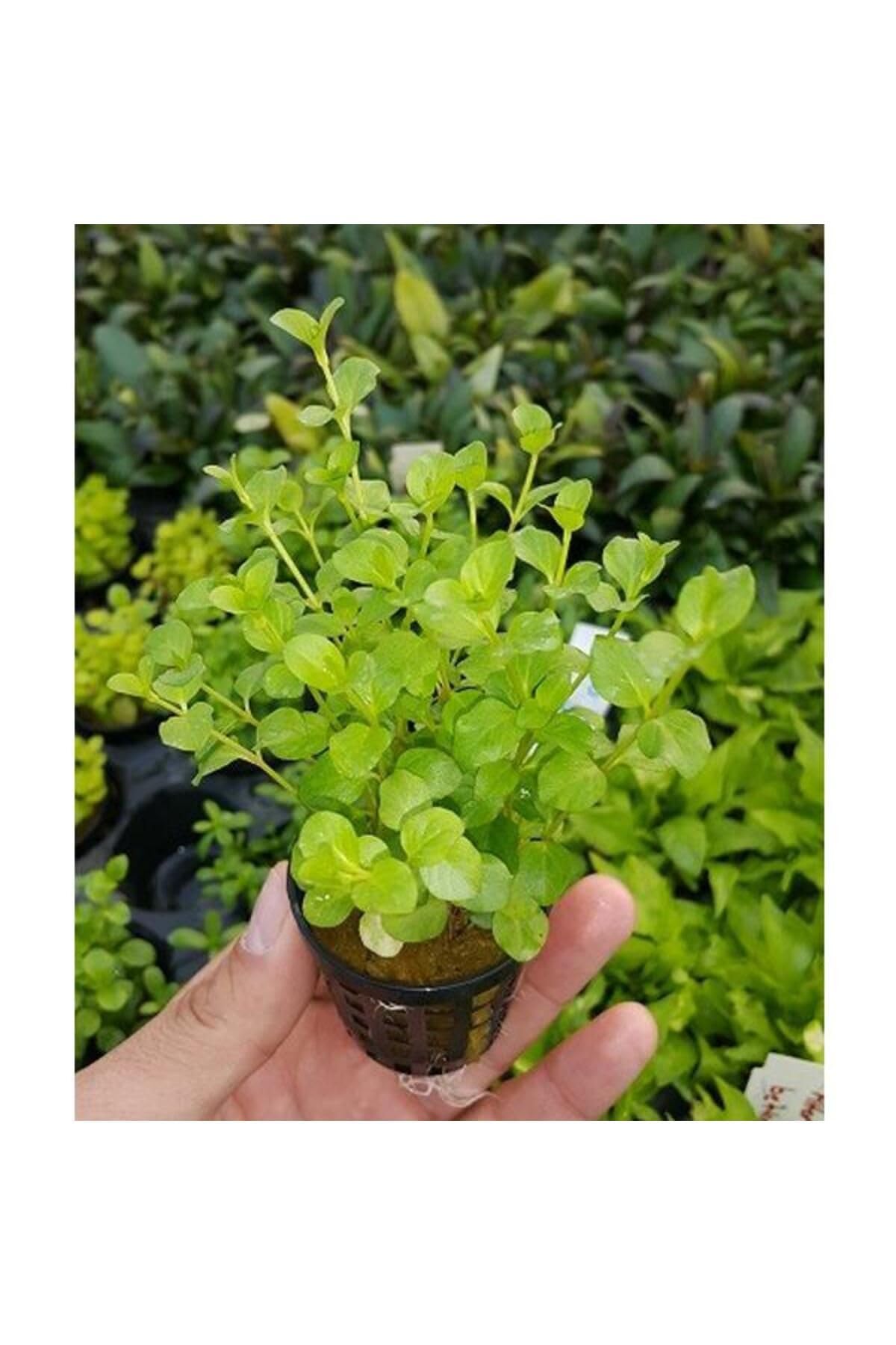Lysimachia Nummularia Green Saksı Canlı Bitki