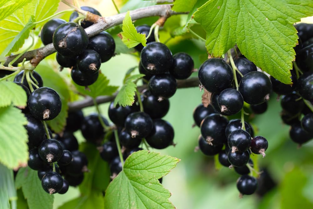 1Black Currant Seedling for Planting - Rooted and Ready to Plant