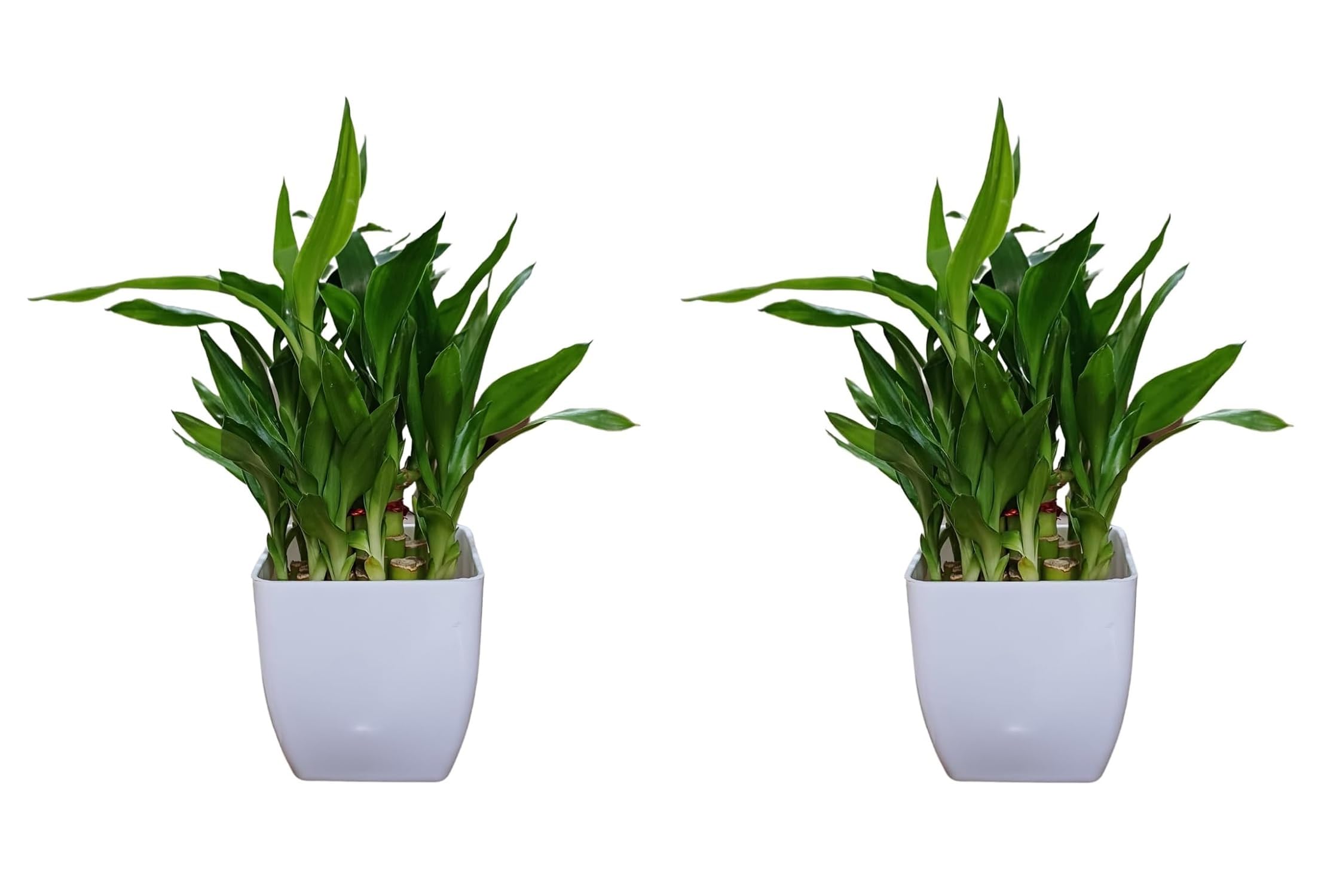 Sugram 2 Layer Lucky Bamboo Feng Shui Plant Plant With 3 inch White Square Pot | indoor plants for living room, Desk, Table Corner, Office (2 Plant with 3"Inch White Pot) (B0CRVLZ39K) Amazon Price History, Amazon Price Tracker
