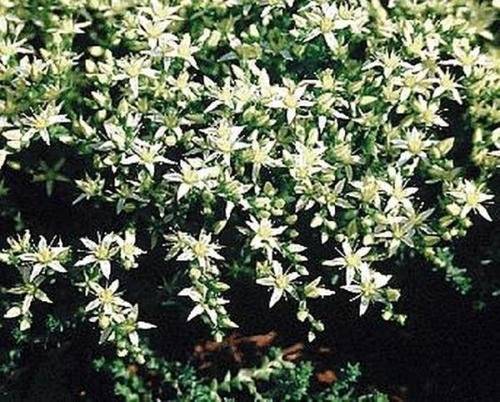 Sedum Sedum Acre Octoberfest perenni Semi