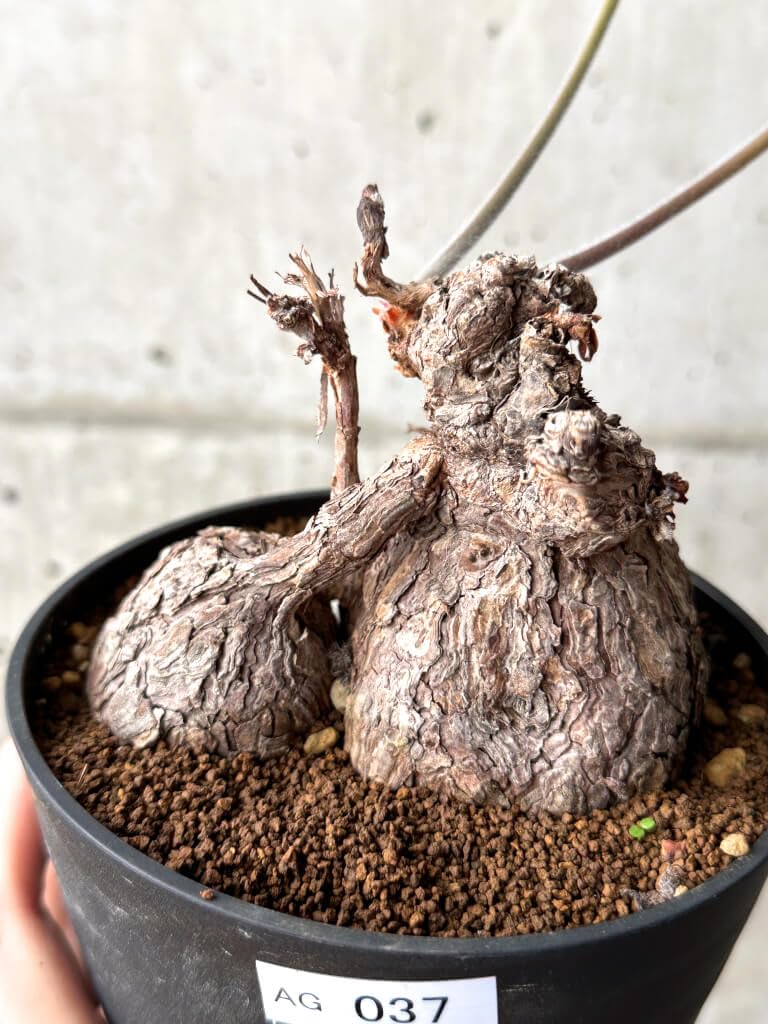 Amazon｜【現品限り】ペラルゴニウム・トリステ【AG37】 Pelargonium