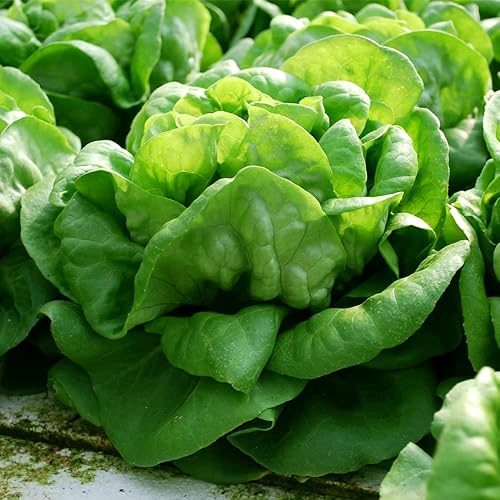 Miniatura 5 de Semillas de Lechuga (Buttercrunch) (2300 Semillas)