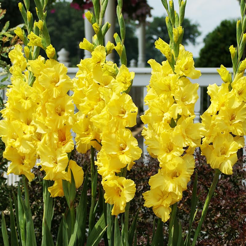 Yellow Gladiolus Value Bag Flower Bulbs