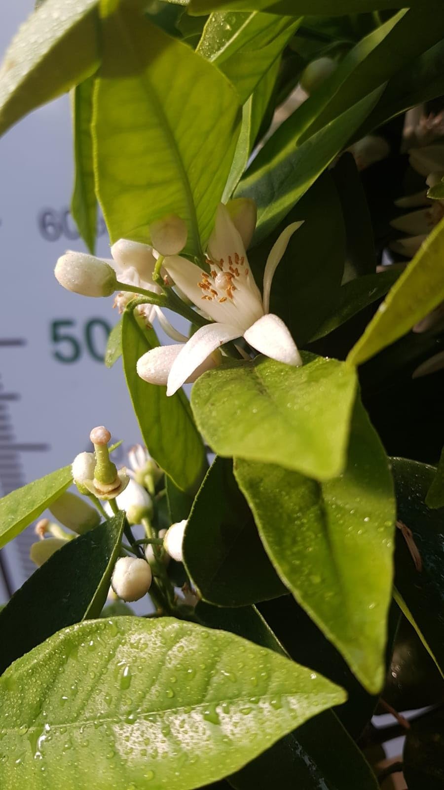 Pianta di Limone Sfusato Amalfitano in Fitocella - Pregiato e Profumato
