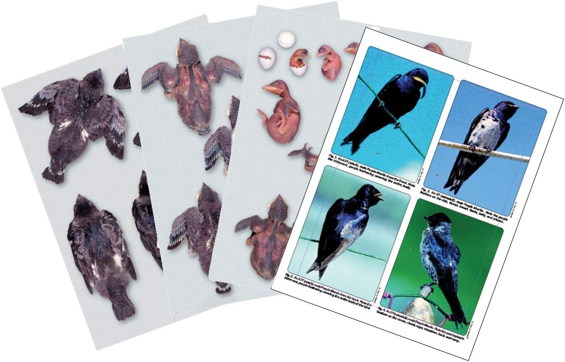 Purple Martin Conservation Laminated Photos Home & Kitchen