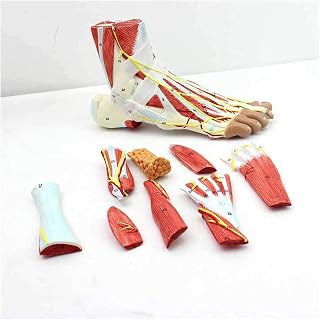 Foot Anatomy Model - Regional Anatomy of The Foot with Neurovascular Ligaments Anatomical Ankle Joint Muscle Vascular Ligament Model - for Medical Educational Training