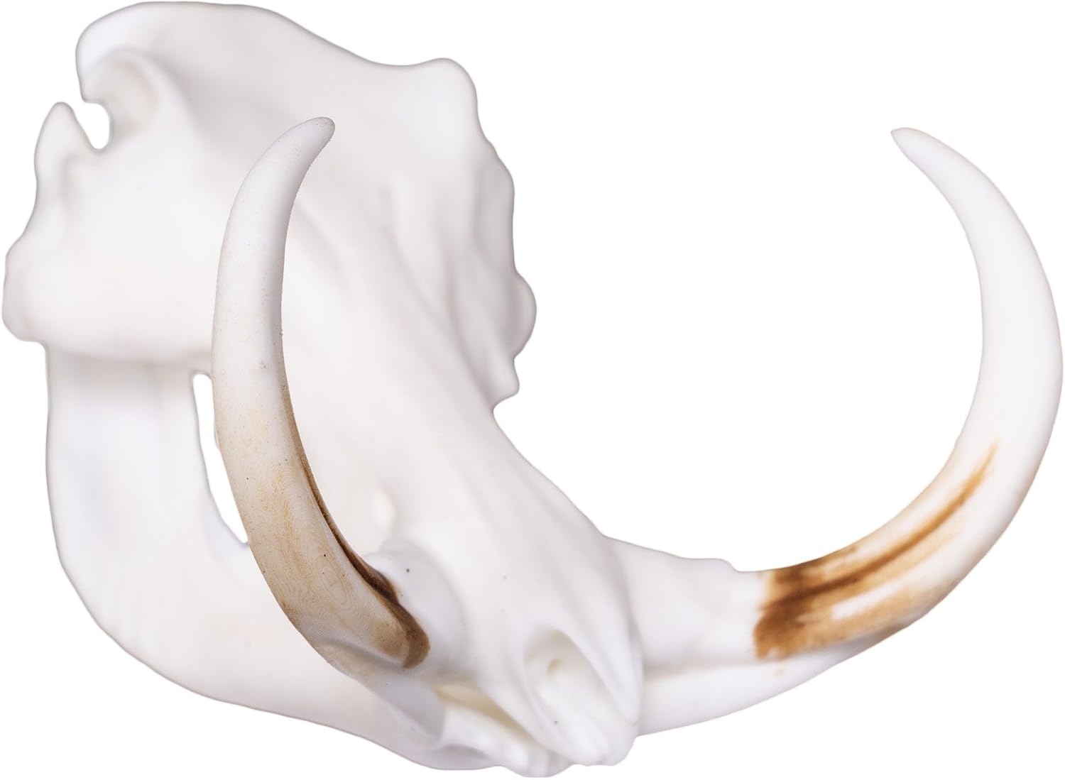Skulls Unlimited International Skullies - Miniature Warthog Skull Skull Only (3D Printed Animal Skull)