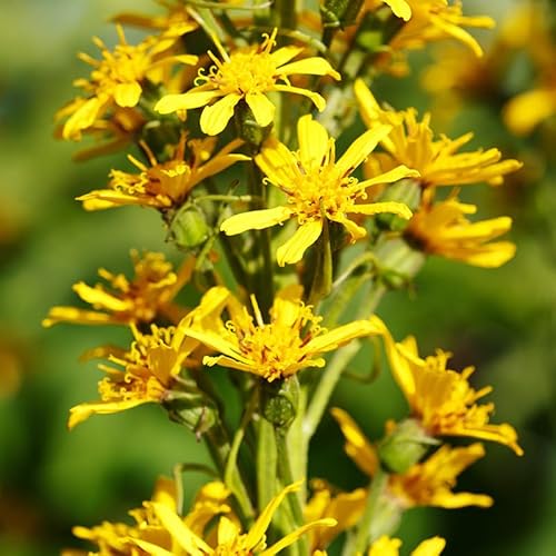 The Rocket Ligularia Flower Root - Grows Great in Shade - Deer Resistant - Grows Well in Containers - Perennializing - Easy to Grow Live Plants - Outdoor Garden The Rocket Ligularia Flower Root - Grows Great in Shade - Deer Resistant - Grows Well in Containers - Perennializing - Easy to Grow Live Plants - Outdoor Garden