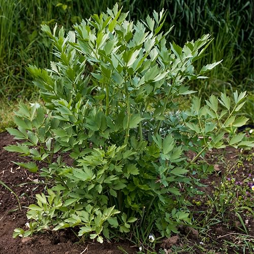Bloomique - 3er Set - Levisticum Officinale - Liebstöckel - Maggipflanze - Kräuter - Gartenpflanzen - Winterhart - Höhe 10-20cm - Topf 9x9cm