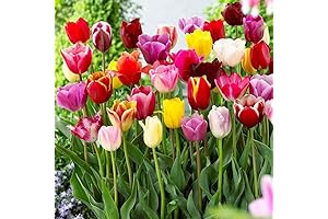3pcs Tulip Bulbs Collection