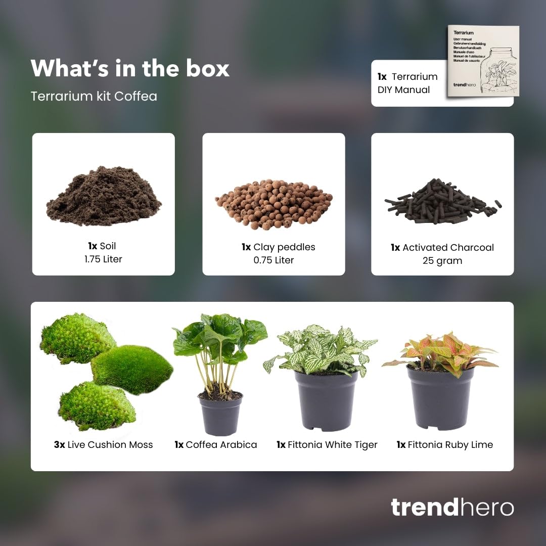 urbanjngl - Coffea Arabica Terrarium Start- und Nachfüllpaket – 3 Terrarienpflanzen für DIY-Projekte – Ideal für Pflanzenliebhaber und Einsteiger
