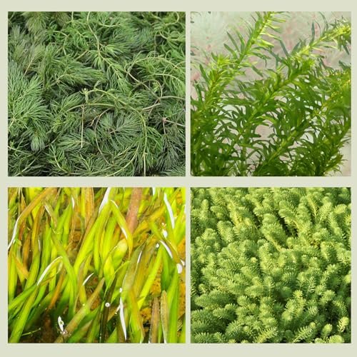 WASSERPFLANZEN WOLFF - 4er-Bundle Unterwasserpflanzen-Set Sauerstoffpflanzen für Teiche – Verschiedene Schnellwuchsarten zur effektiven Algenbekämpfung und für kristallklares Wasser im Gartenteich