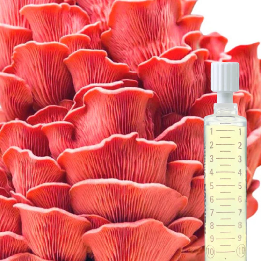 Flüssigmyzel 5er Set 10 ml – Pilzzucht Set mit Austernseitling, Kräuterseitling, Rosenseitling, Limonenseitling und Igel-Stachelbart – Myzelspritzen für Körnerbrut und Substrate