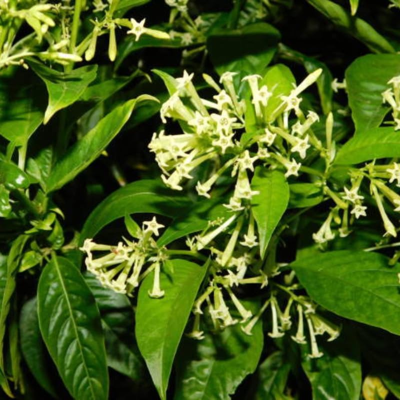 Night Blooming Jasmine Plant Indoor Live, Midnight Jasmine 4 Inch Tall Bare Root Seedling, Night Scented Flowering Plant for Patios