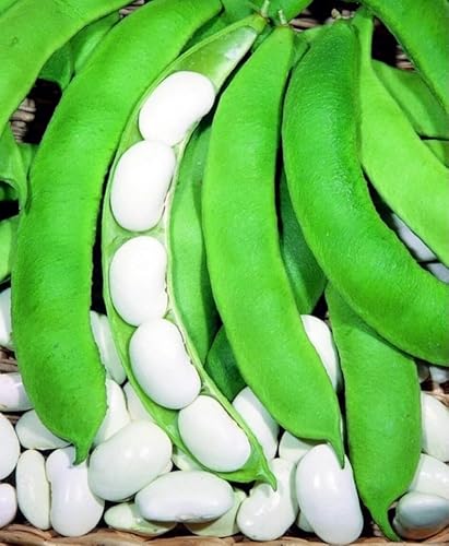 Semi di Fagiolo spagnolo Rampicante Corona, Bacello lungo e grosso, Confezione da 50 g spanish bean seeds