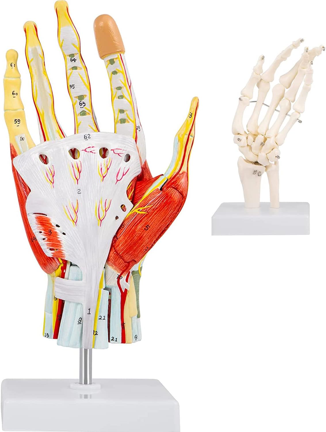 ERNP Life Size Anatomical Hand Model,Anatomical Hand Model 7-Part Whith Ligaments,2Pcs Hand Skeleton Labeled Hand Muscles Models Detachable Structure for Study Teaching Display