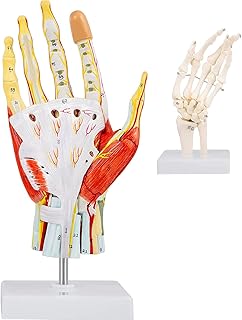Life Size Anatomical Hand Model,Anatomical Hand Model 7-Part Whith Ligaments,2Pcs Hand Skeleton Labeled Hand Muscles Models Detachable Structure for Study Teaching Display