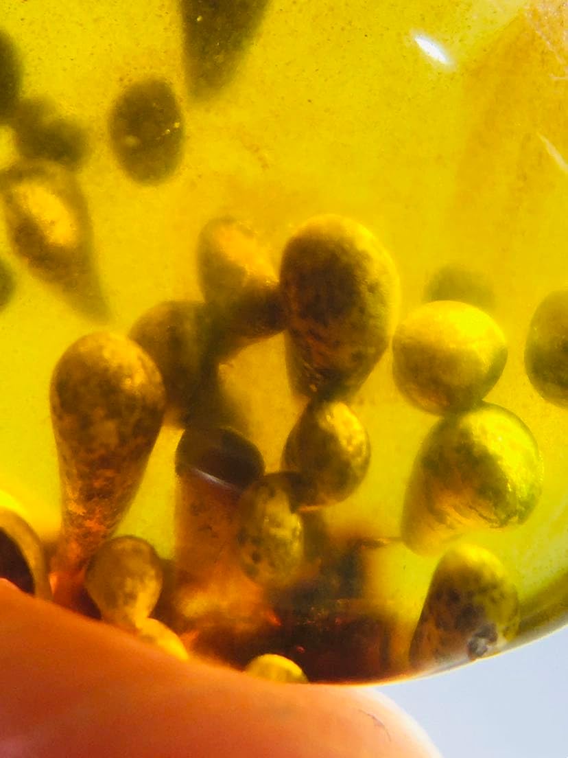 Burmese burmite Cretaceous Unknown Creature Insect Fossil Amber Myanmar