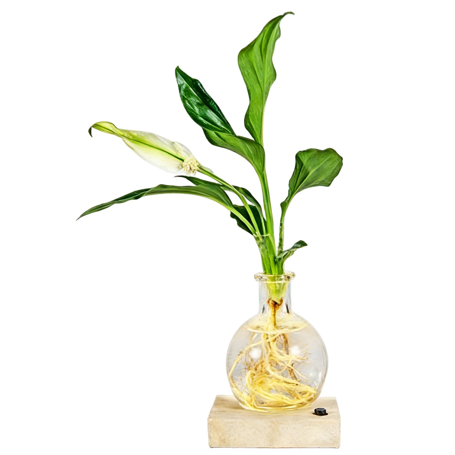 Plant Propagation Station, LED Hydroponic Vase with Built-in Light - Clear Glass Water Propagator for Desk Decor