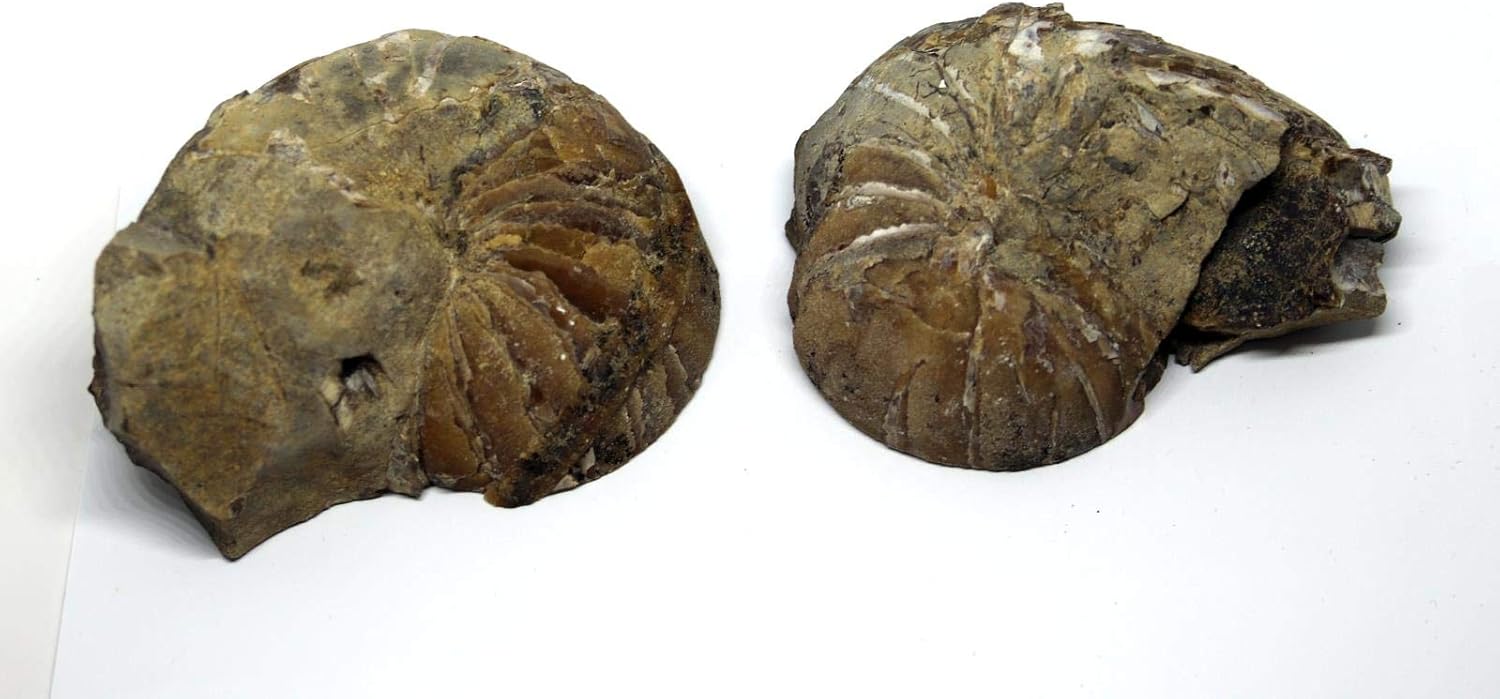 Eutrephoceras Nautilus Fossil Pair Late Cretaceous Montana 17o #16262